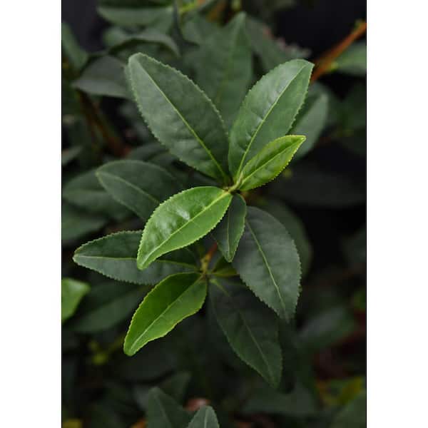2.5 Qt. Brew-Tea-Ful Camelia Sinensus Plant