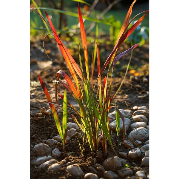 1 Gal. Japanese Blood Grass With Striking Bright Red Color (2-Pack)
