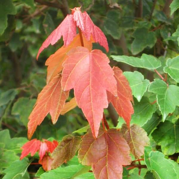 Summer Red Maple Shade Tree