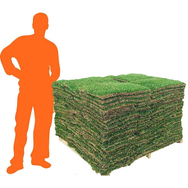 500 sq. ft. Centipede Sod (1-Pallet)
