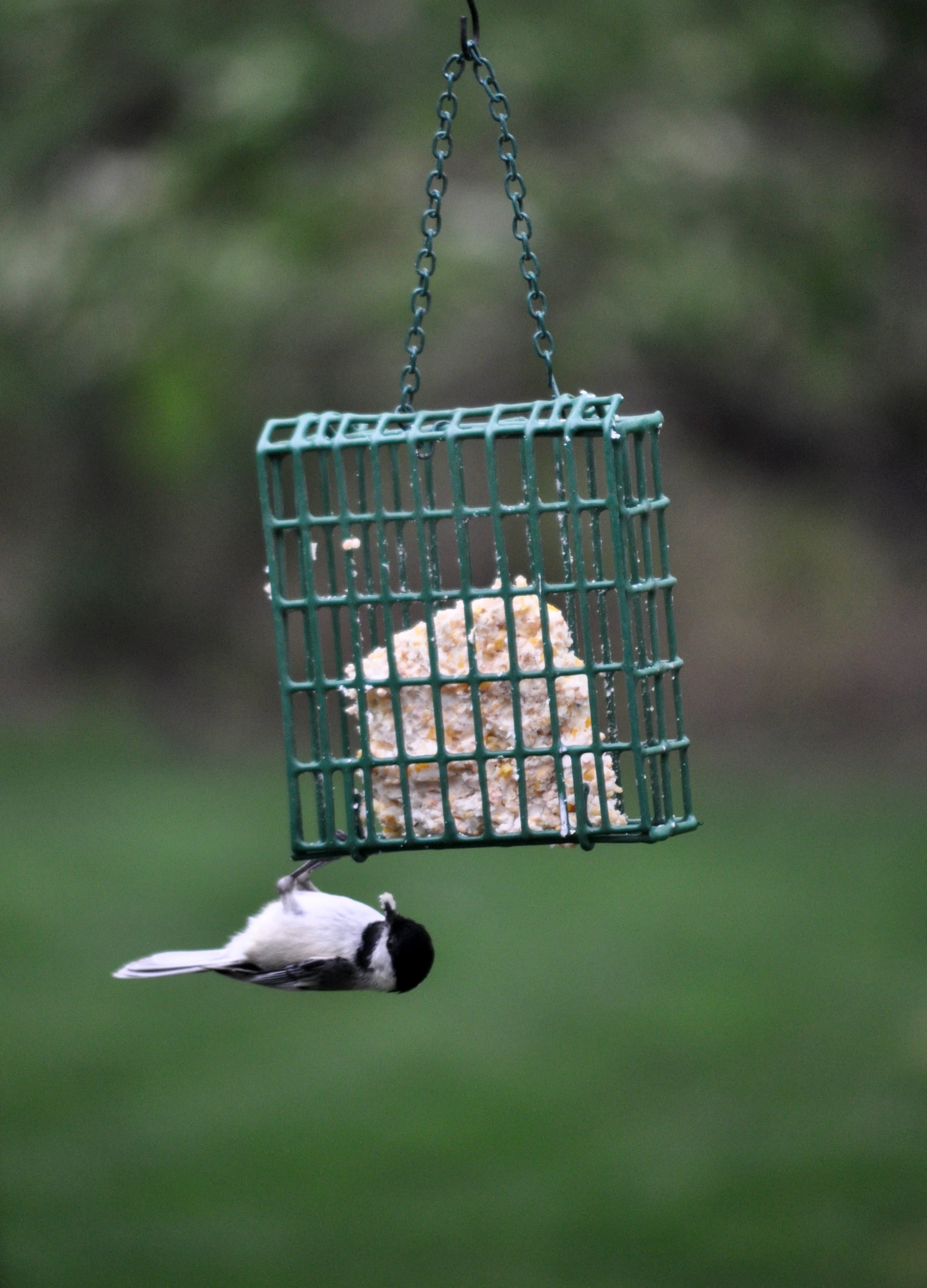 C&S Products Hanging EZ Fill Suet Cake Wild Bird Feeder- Green