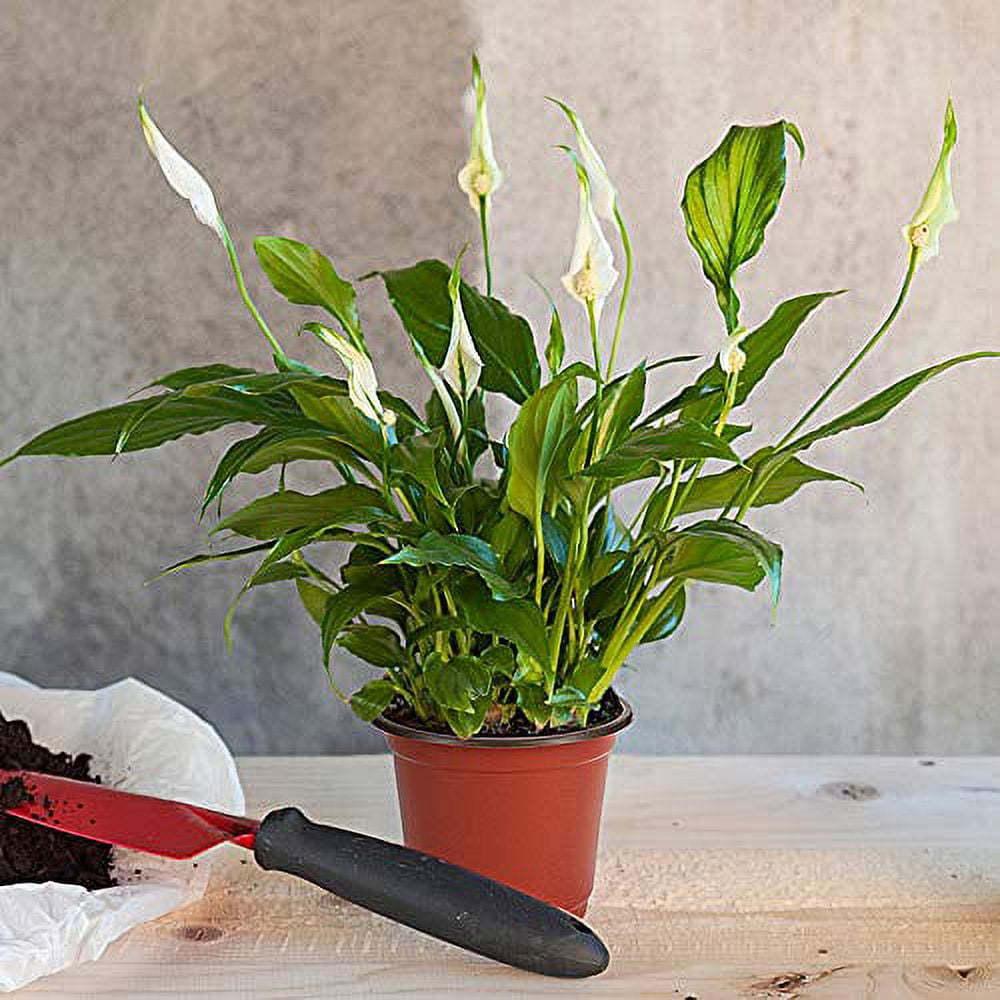 JERIA 200-Pack 4 Inch Plastic Plant Nursery Pots Come with 200 Pcs Plant Labels, Seedling Flower Plant Container and Seed Starting Pots