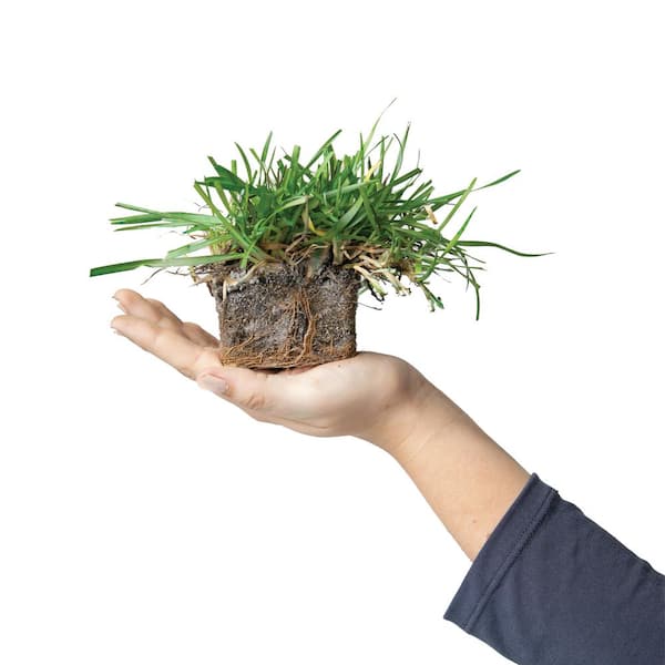 Centipede Grass Plugs (32-Count) Natural, Affordable Lawn Improvement