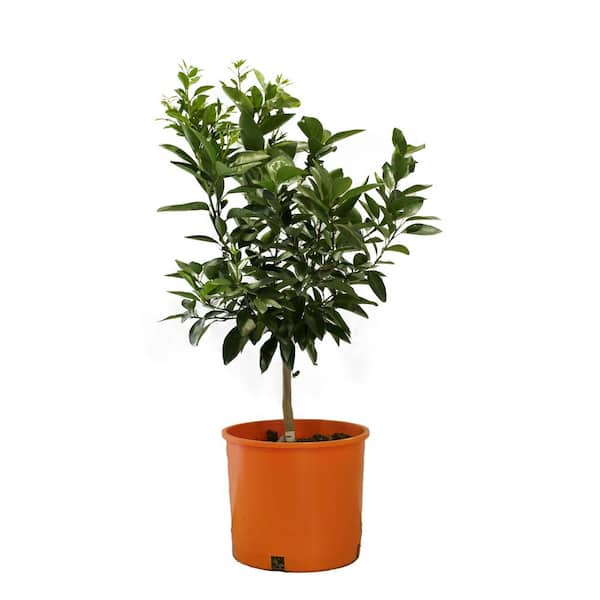 3 Gal. Mandarin Owari Evergreen Tree