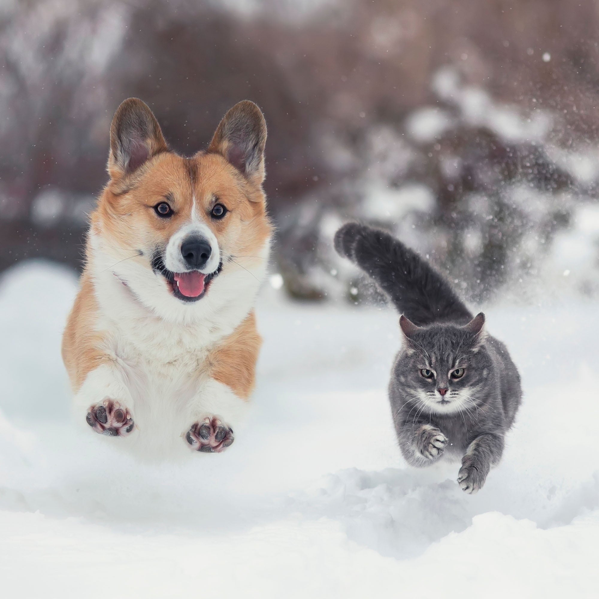 Safe Paw - Child and Pet-Safe, Salt-Free Ice Melt - 8.3 lb Jug