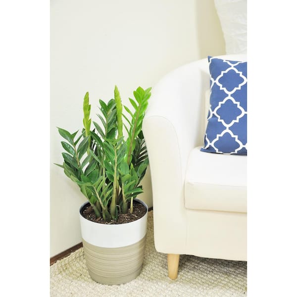 Zamioculas Zamiifolia Indoor ZZ Plant in 10 in. White Paradise Planter, Avg. Shipping Height 1-2 ft. Tall