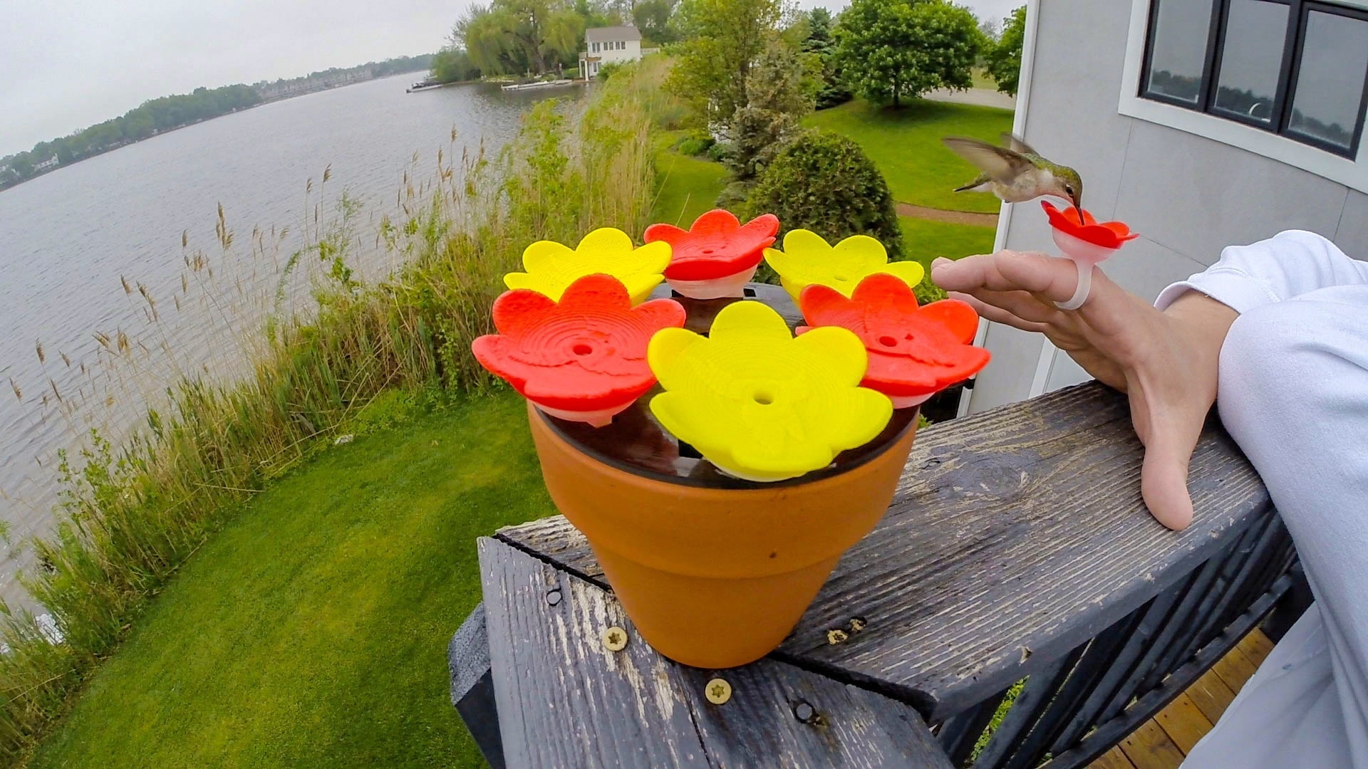 ZUMMR Hummingbird Ring Feeder (Red)