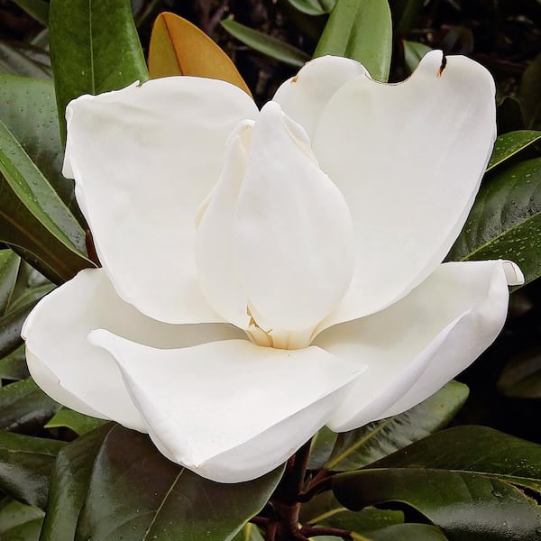 D.D. Blanchard Southern Magnolia White Flowering Evergreen Tree