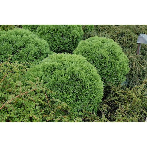 3 Gal. Little Giant American Arborvitae (Thuja) Live Evergreen Shrub