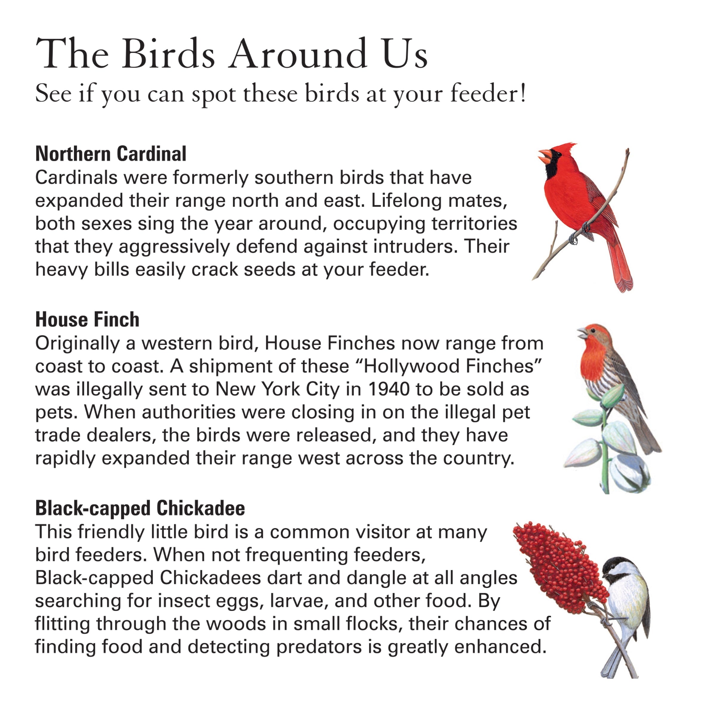 WoodLink Squirrel Resistant Metal Cage Tube Bird Feeder, Green