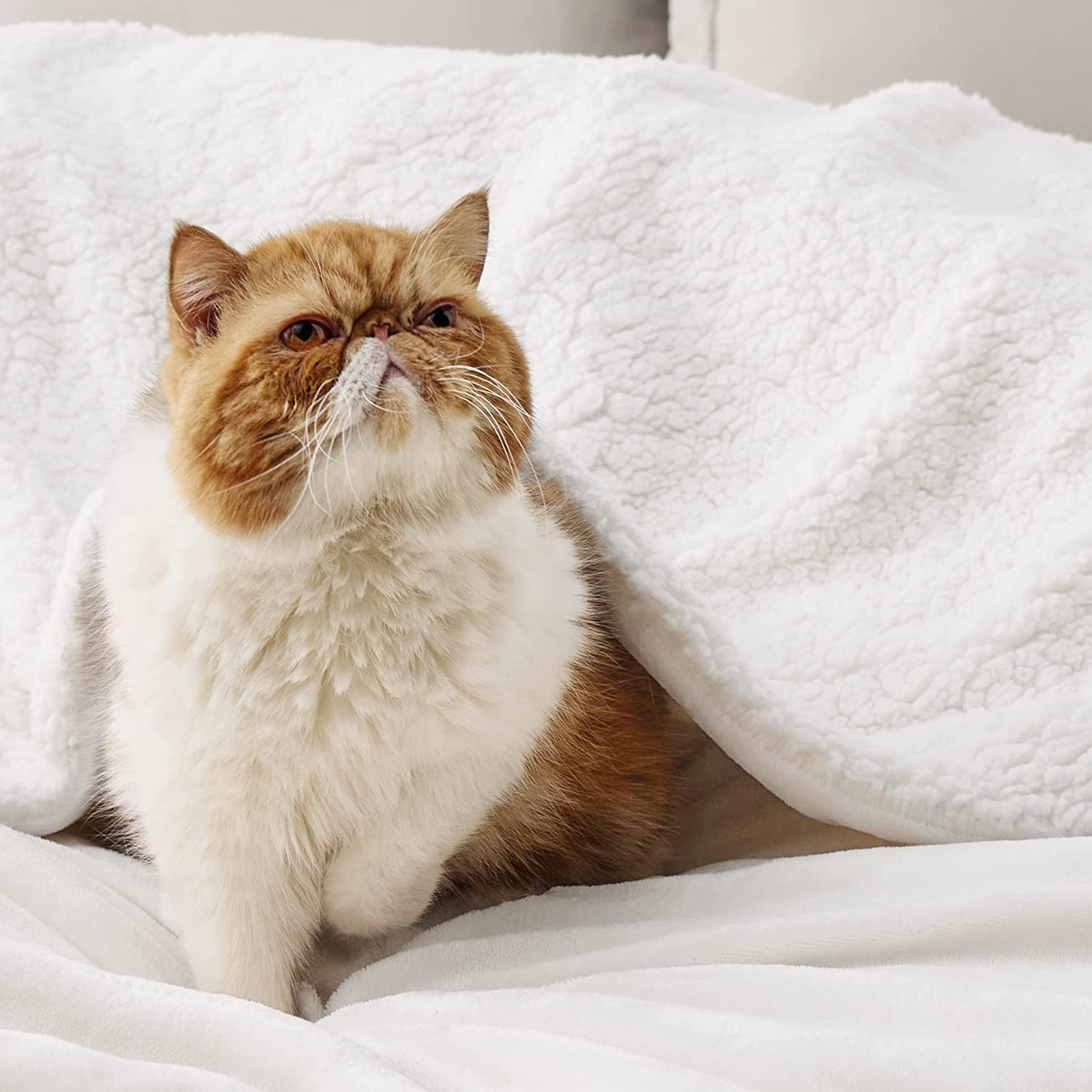 Bedsure Sherpa Fleece Throw Blanket White - Thick and Warm Blankets,Soft Fuzzy Throw, 50x60 inches