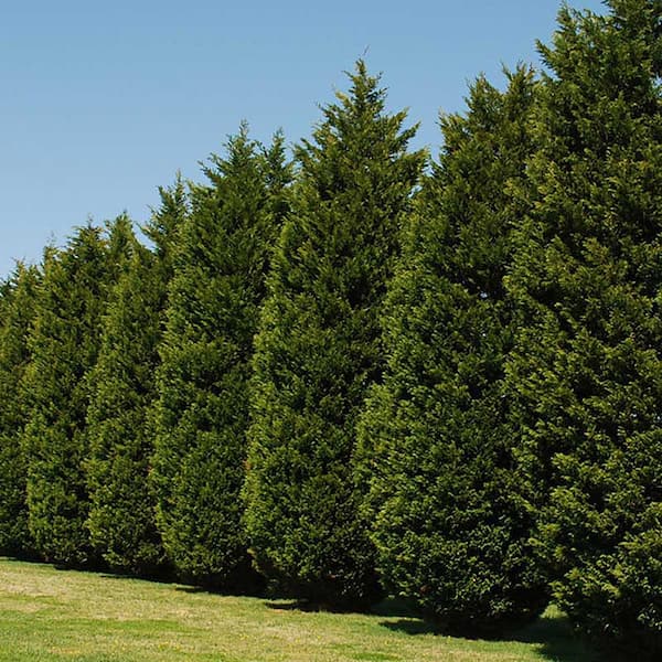 2.25 Gal. Leyland Cypress Evergreen Tree with Green Foliage (2-Pack)