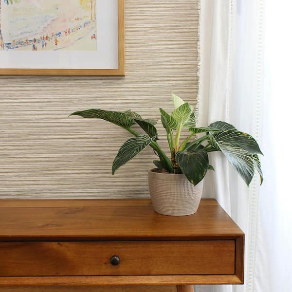 Tight Weave Horizontal Paperweave Natural and White Textured Grasscloth Wallpaper, 72 sq. ft.