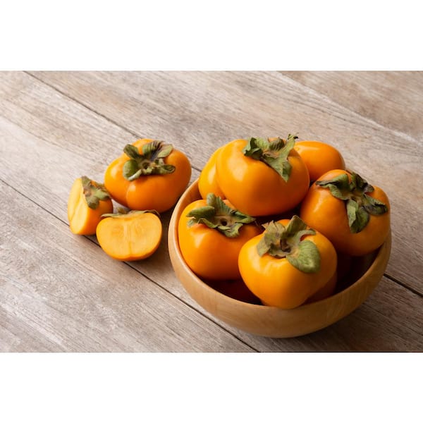 3 ft. Fuyu Persimmon Tree with Tasting Notes Of Cinnamon and Brown Sugar and No Astringency