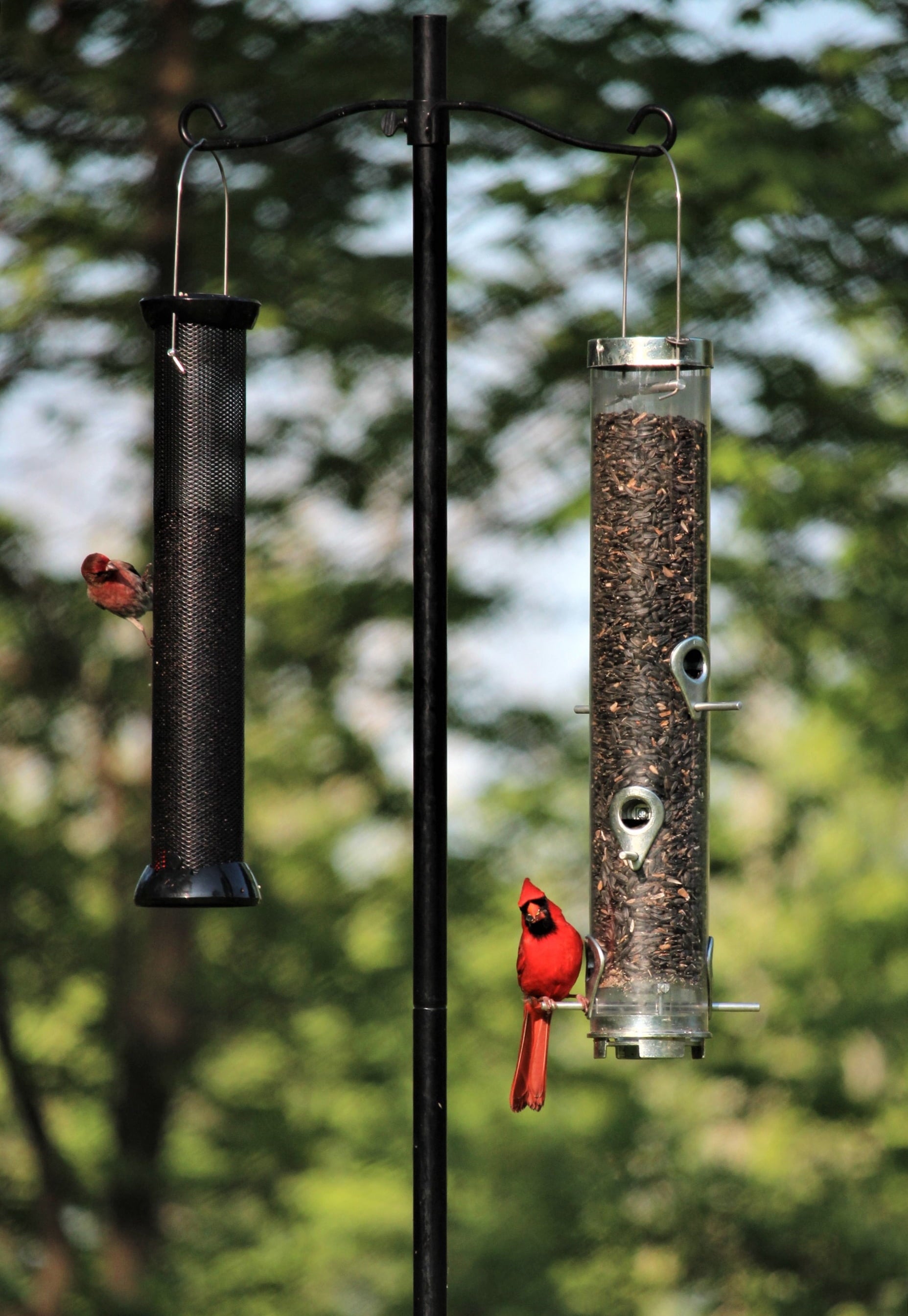More Birds 78-inch Pole for Bird and Hummingbird Feeders, Black
