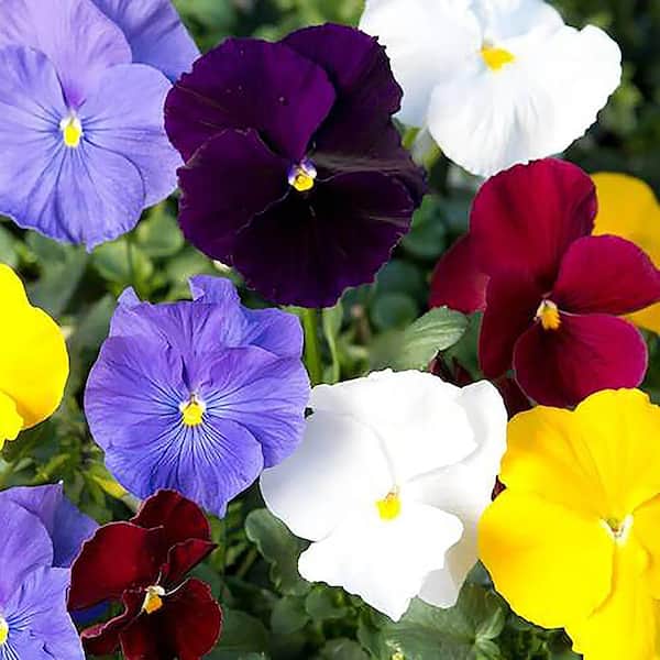 8 in. Pansy Annual Plant with Pastel Colored Blooms