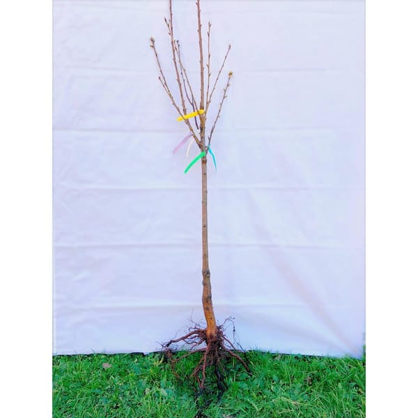 4-in-1 Pear Jubilee Tree Bare Root