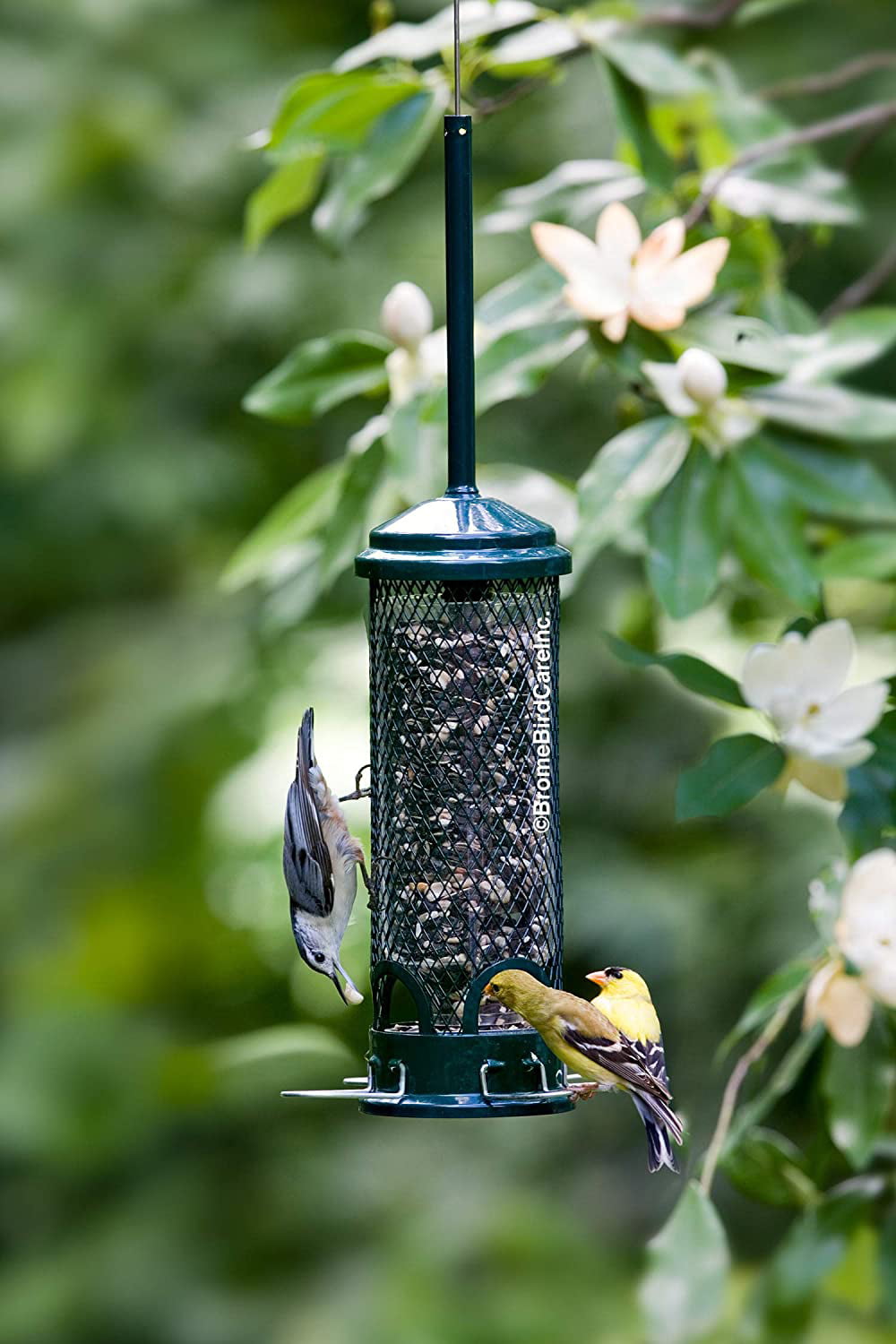 Brome Squirrel Buster Mini Bird Feeder, Squirrel Proof