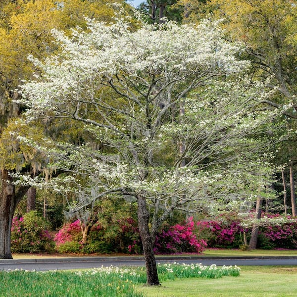 3 Gal. White Flowering Deciduous Dogwood Tree