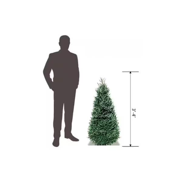3 ft. - 4 ft. Live Abies Noble Fir Christmas Tree