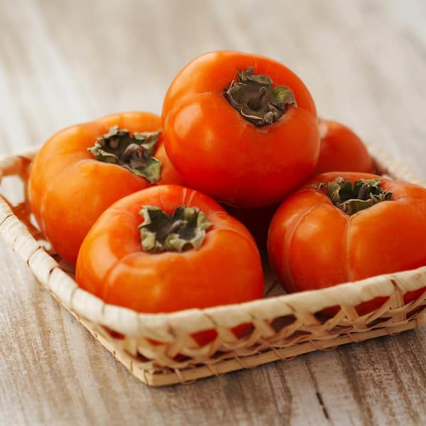 5 Gal. Fuyugaki Persimmon Tree