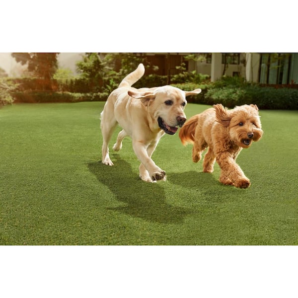 Premium Pet Turf 3.75 ft. x 9 ft. Green Artificial Grass Rug