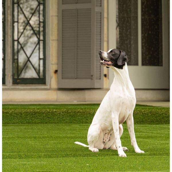 Premium Pet Turf 6 ft. x 7.5 ft. Green Artificial Grass Rug