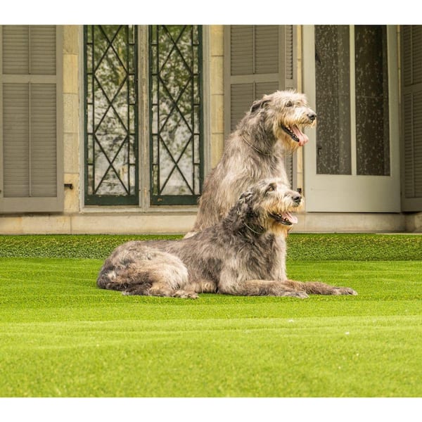 Premium Pet Turf 6 ft. x 7.5 ft. Green Artificial Grass Rug