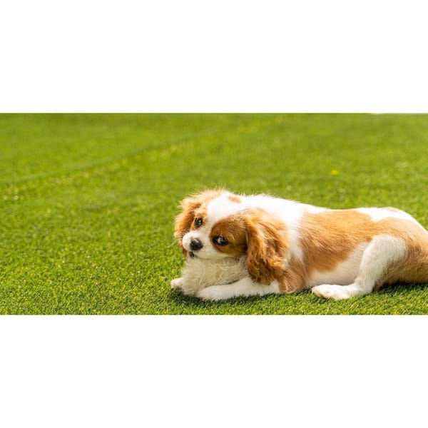 Premium Pet Turf 3.75 ft. x 9 ft. Green Artificial Grass Rug