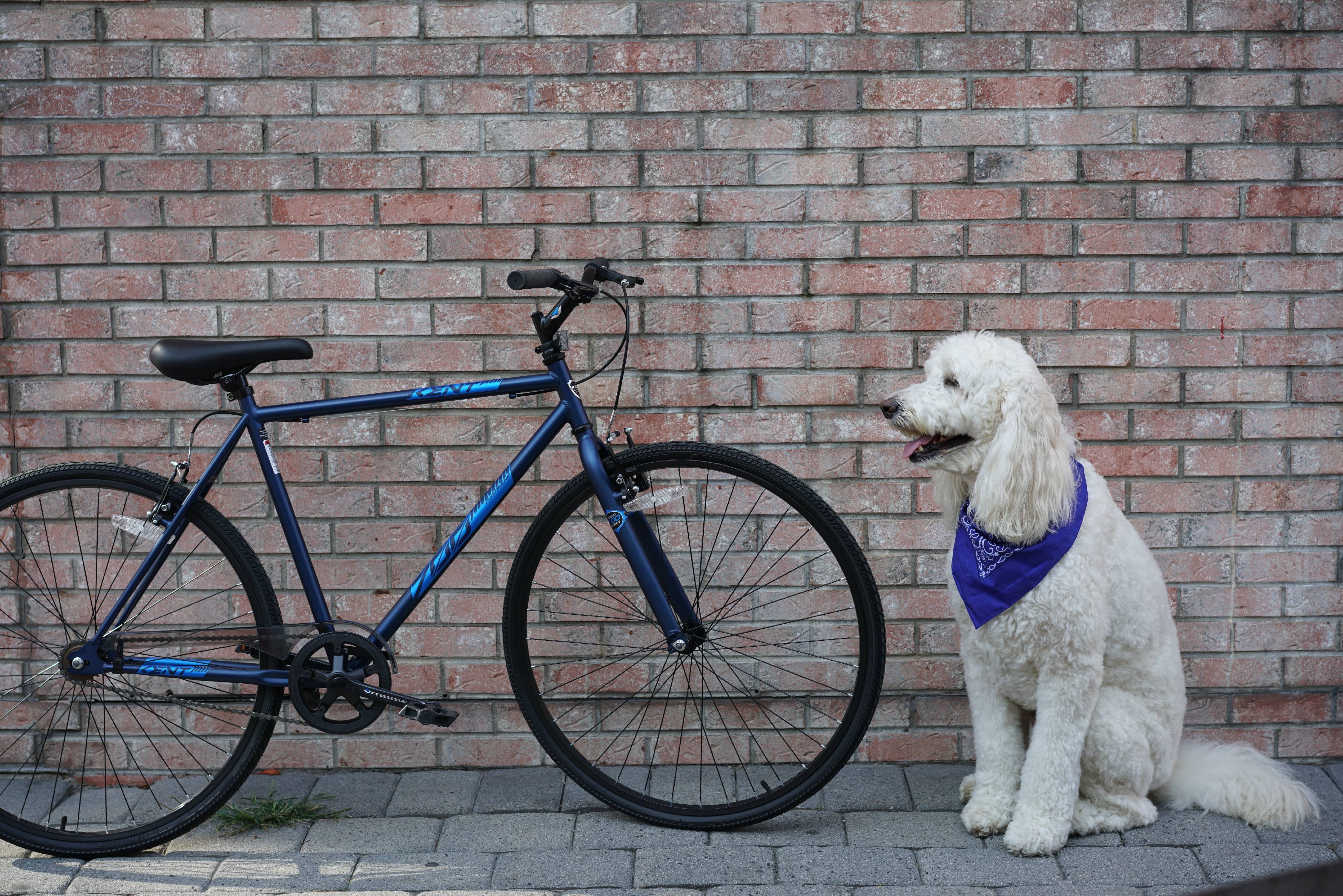 700c Thruster Fixie Men's Bike, Blue