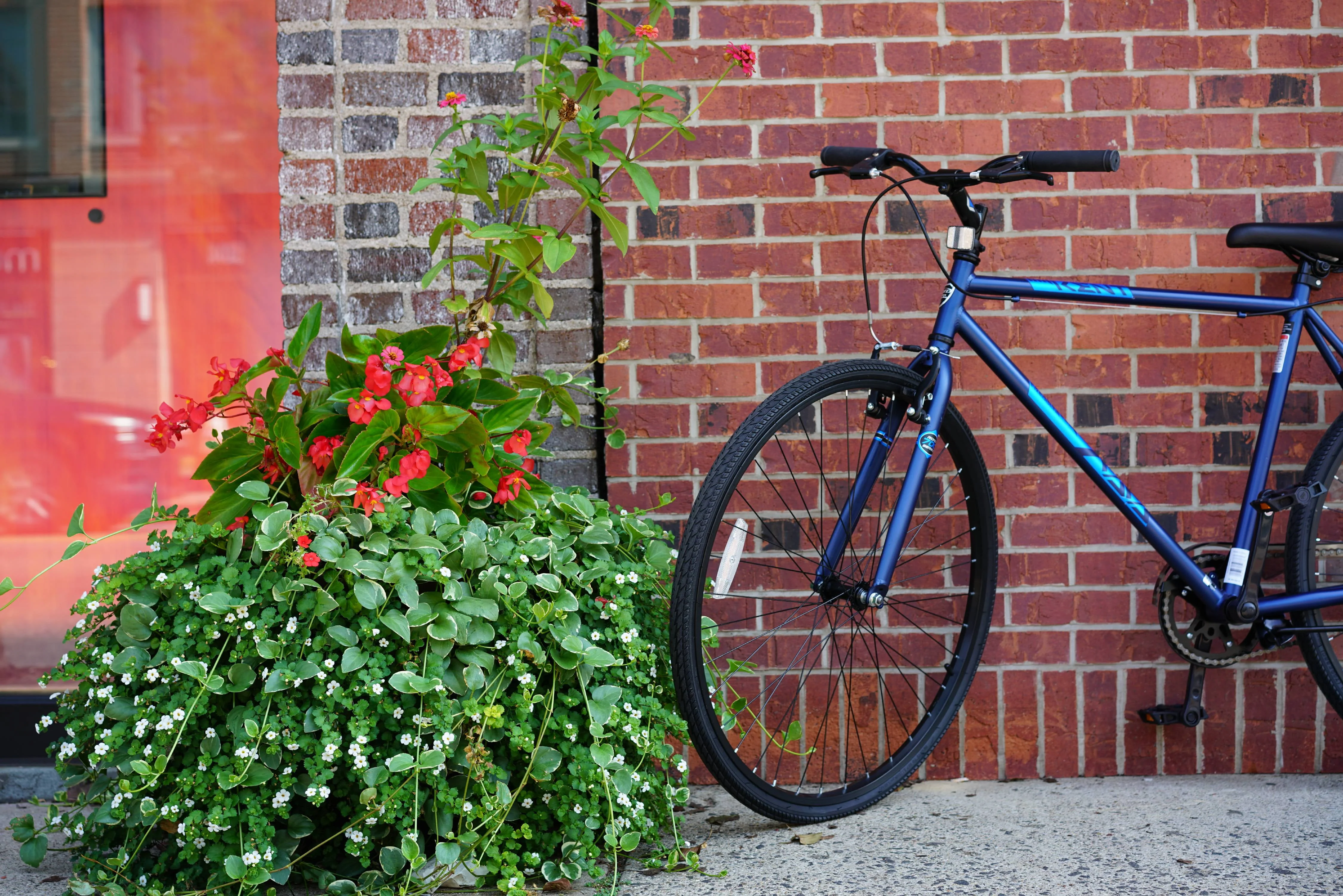 700c Thruster Fixie Men's Bike, Blue